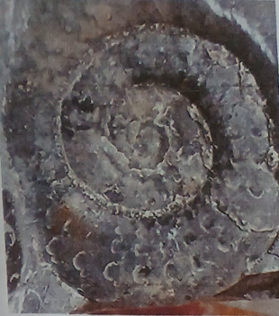 Children’s fossil foray