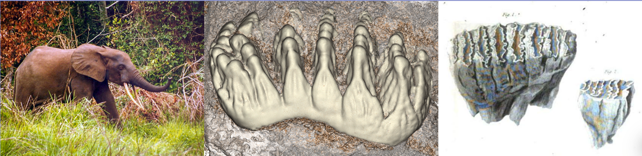 Webinar: Microtomography of an Exceptional&nbsp;Stegodon&nbsp;Fossil: Anatomy and Implications