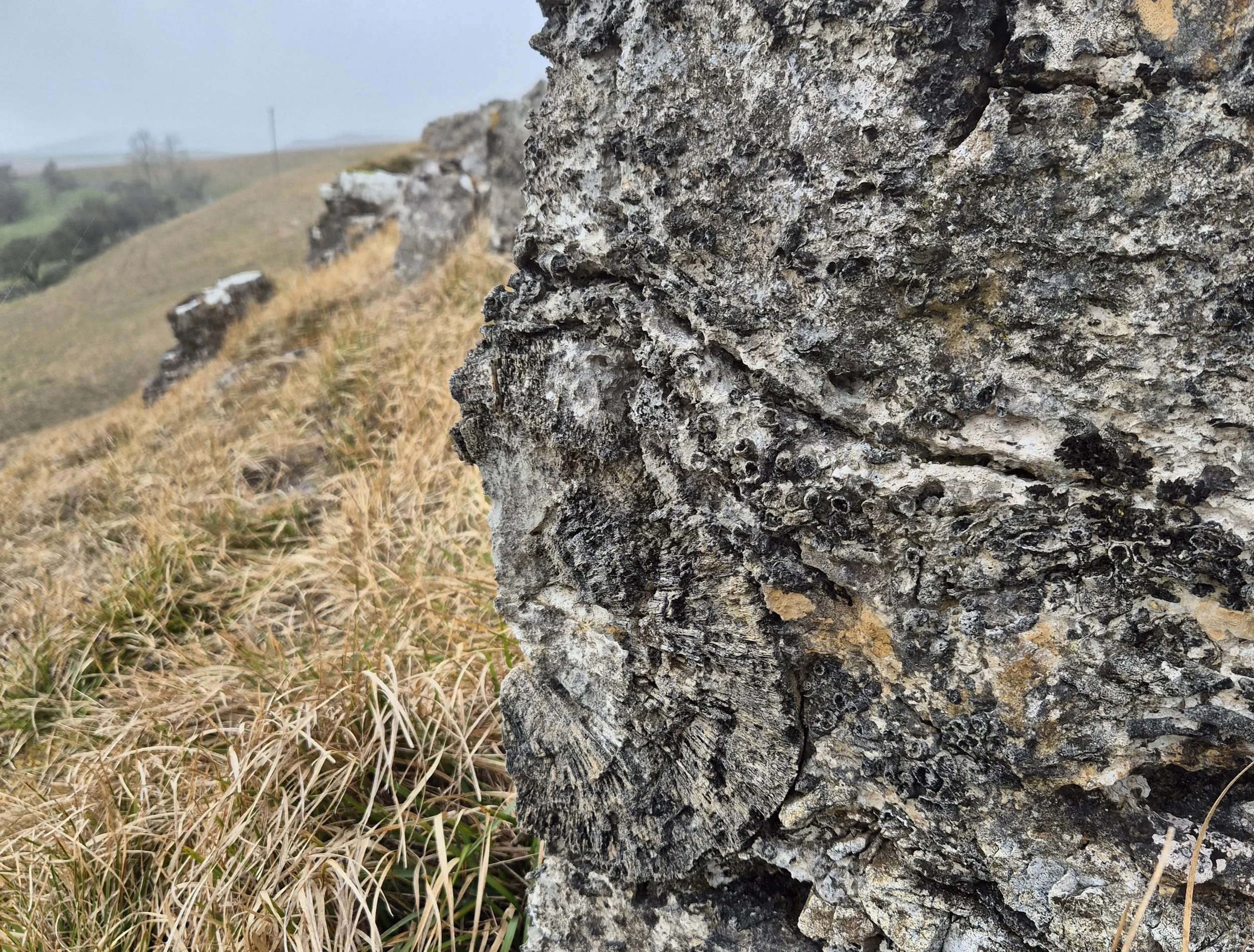 Indoor Meeting: Palaeoecology - Fossils as Indicators of the Palaeoenvironment