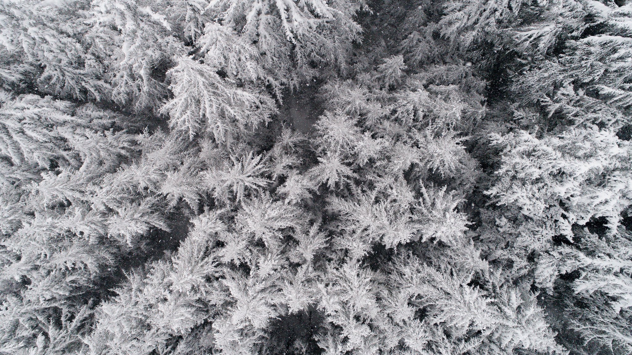 TreeTops.jpg