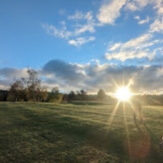 A beautiful morning here at #halfpennygreen #golf 
Photo by Matt Beckett

#sunrise #winter #golf #green #sky #southstaffs #wolverhampton #westmidlands #wombourne #bobbington #seisdon #pattingham #swindon #claverly #smestow