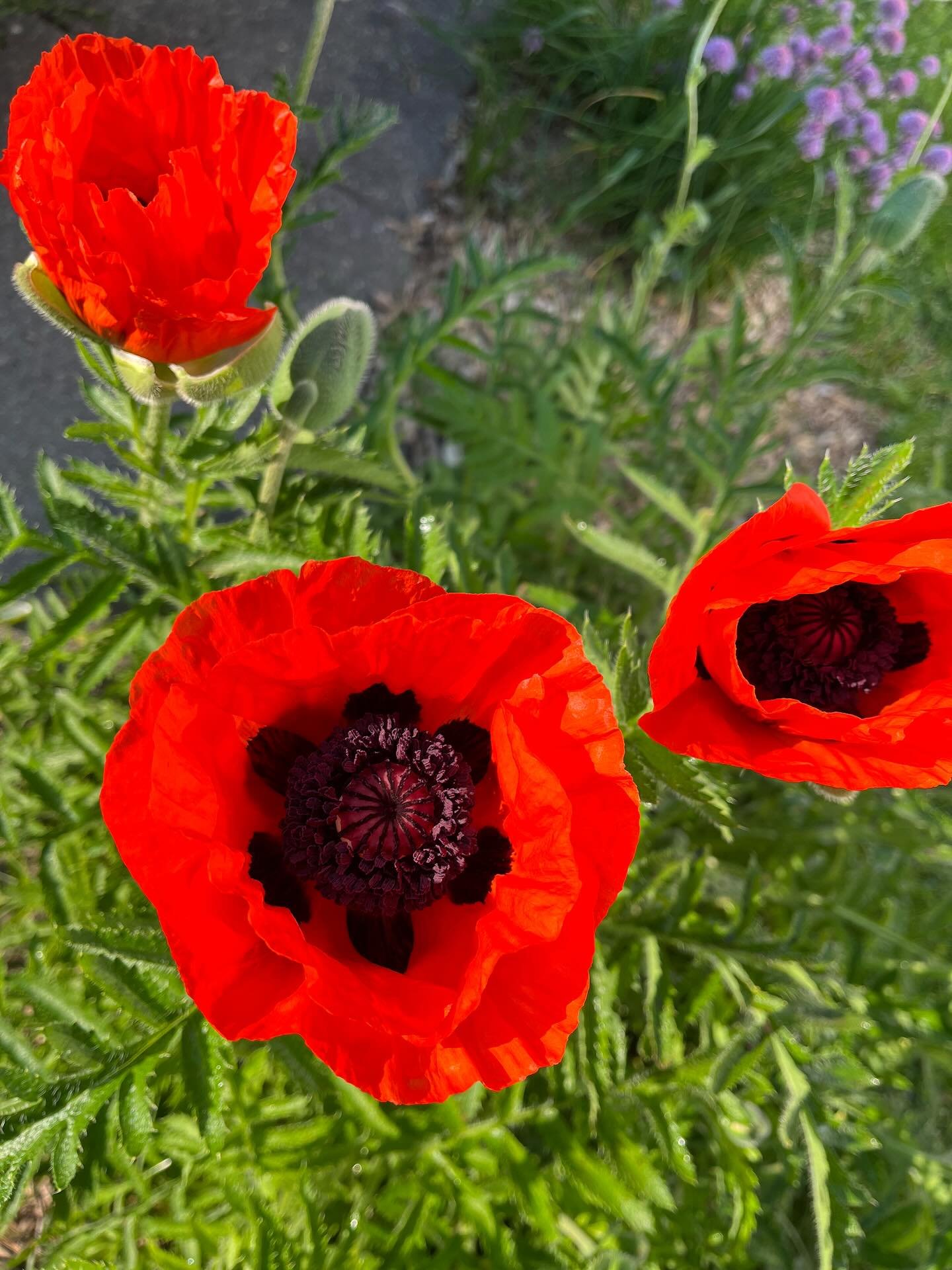 Garden views this morning
