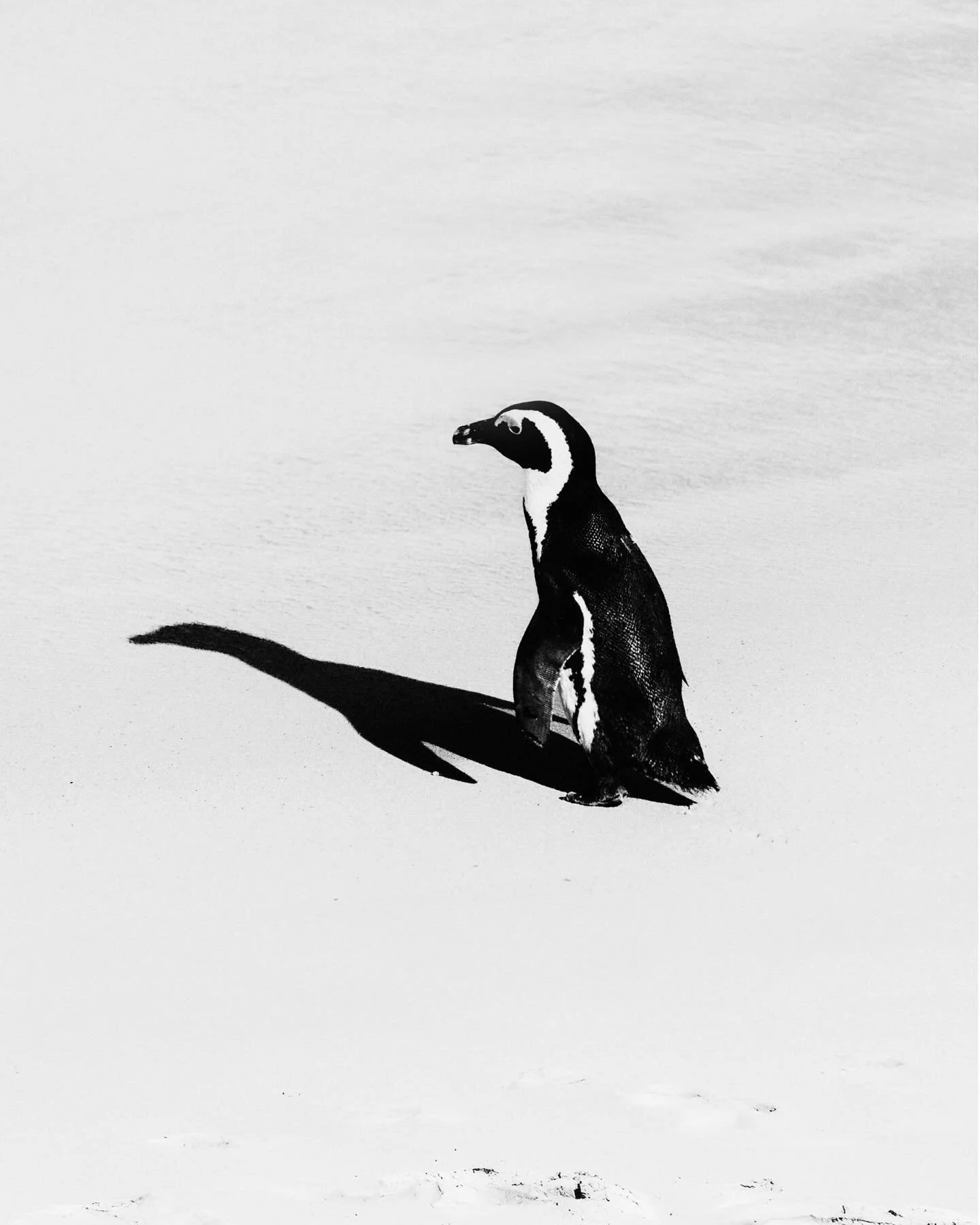 🐧 under your car? and swimming with you in the ocean?? only in Cape Town