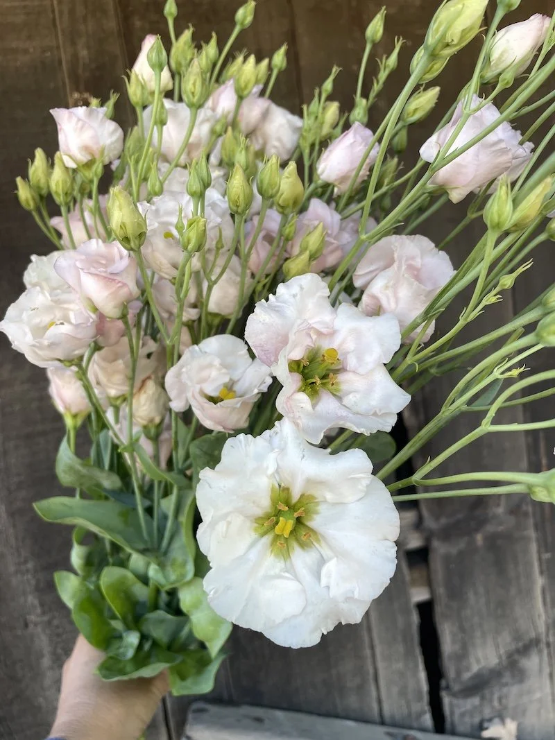 LISIANTHUS SUMIKA FEMININE.jpeg