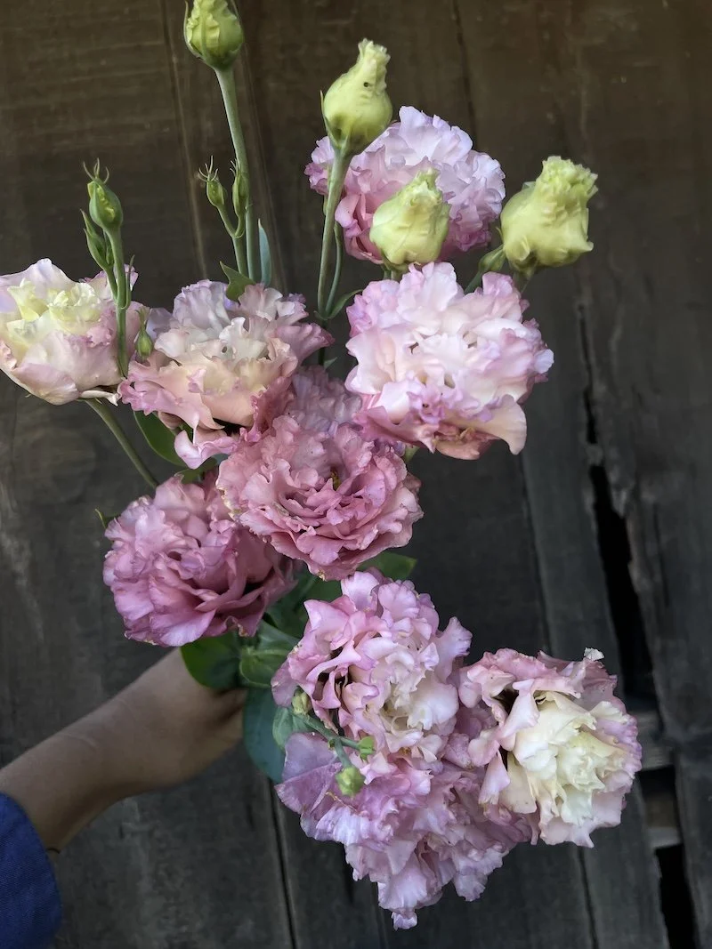 lisianthus celeb madonna.jpeg