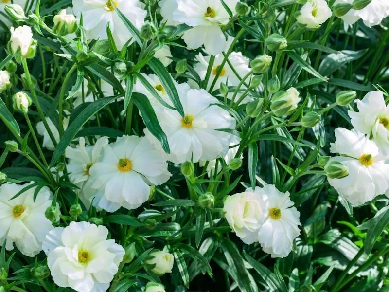 Ranunculus-Butterfly-Graces-01-scaled-1024x768.jpeg