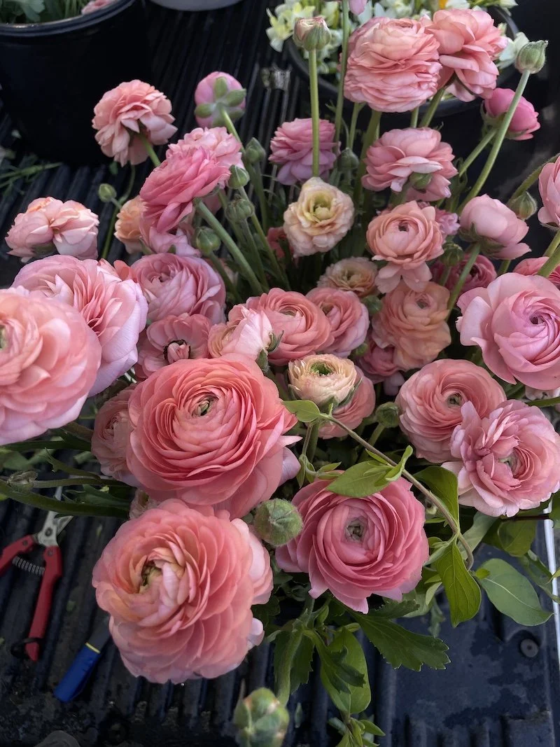 Ranunculus - salmone.jpeg