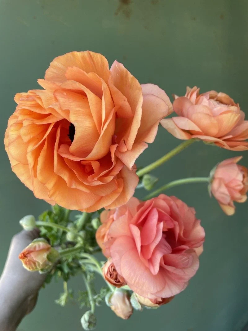 Ranunculus tecolote salmon.jpeg