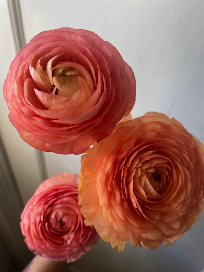 RANUNCULUS - SALMONE.jpeg