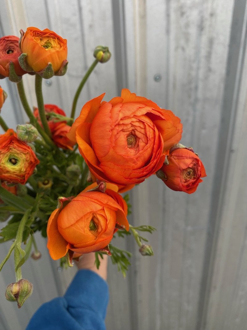 Ranunculus - Elegance Clementine.jpeg