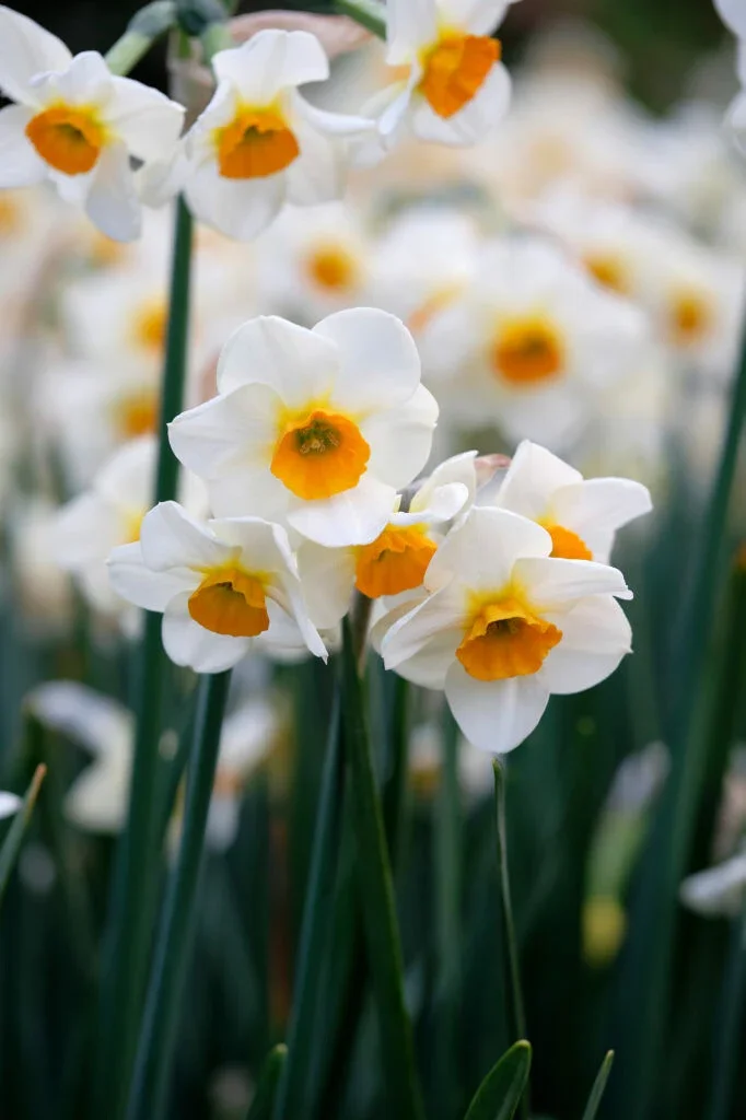 narcissus - beautiful eyes.webp