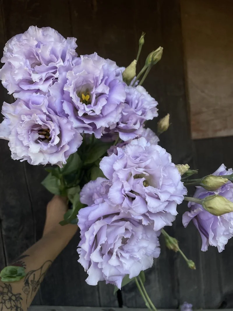 lisianthus sugoi corelli lavender.jpeg