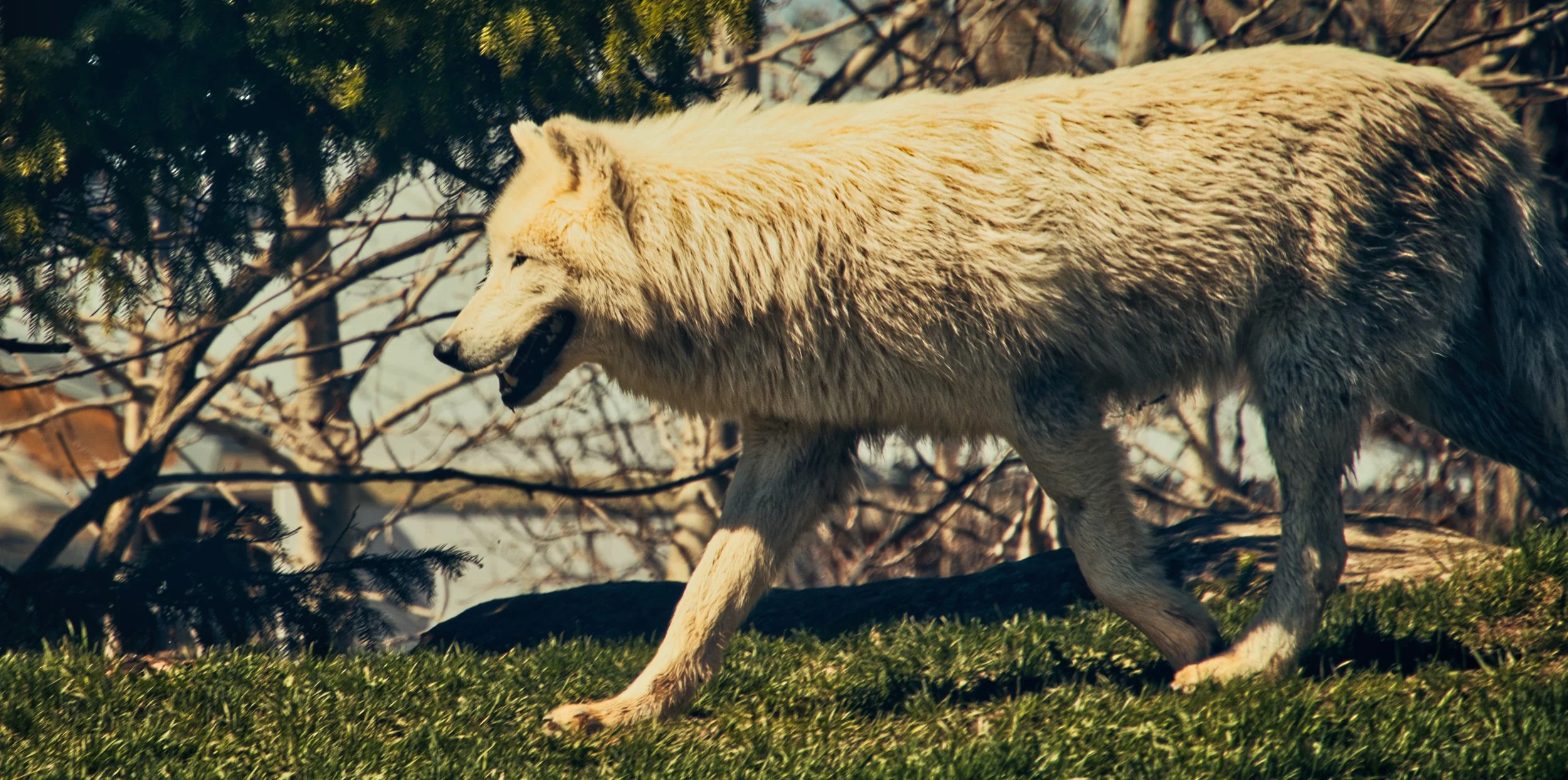 A white wolf walking on grass among trees and rocks in daylight.