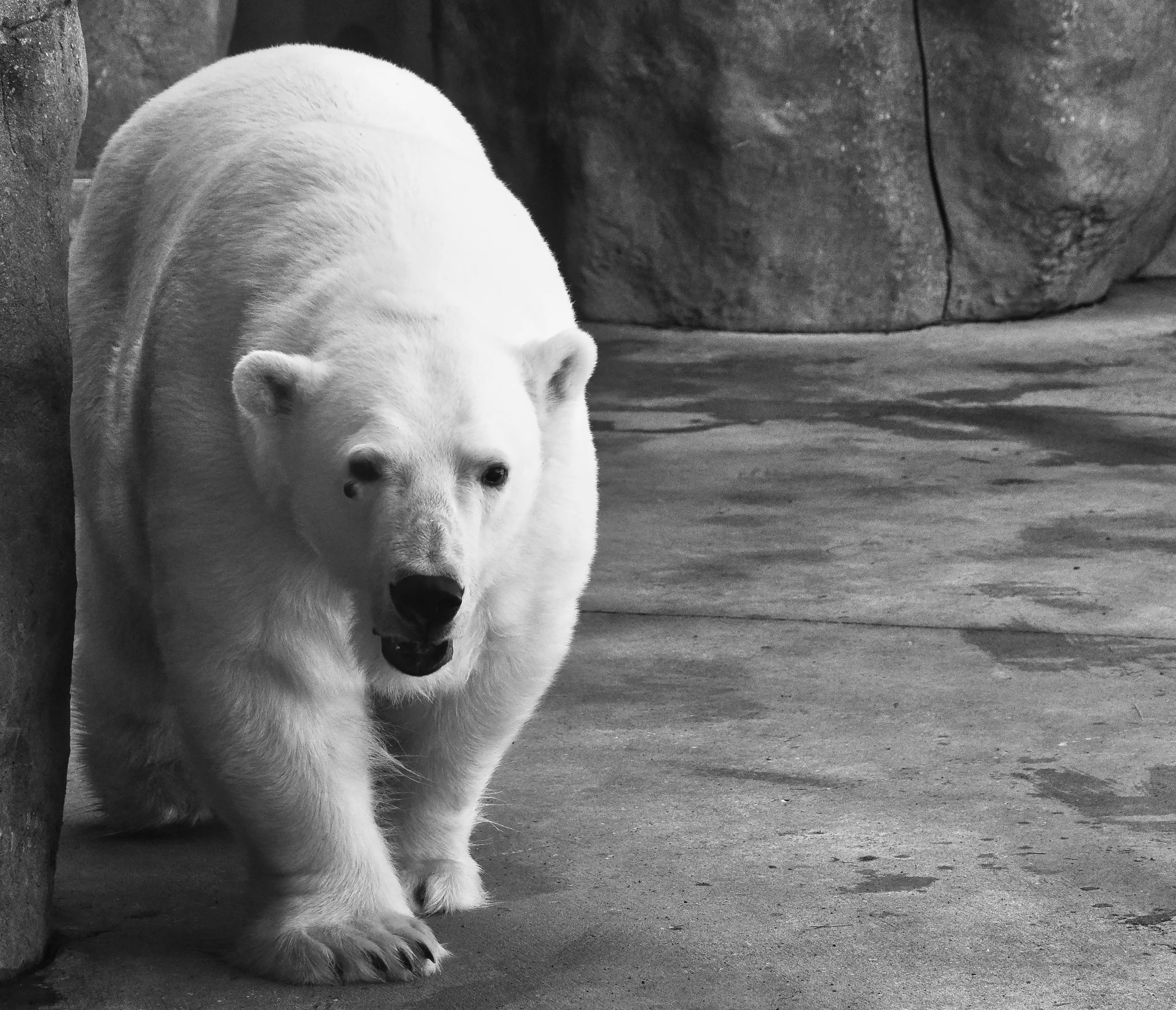A white polar bear standing against a rocky background on a concrete surface.