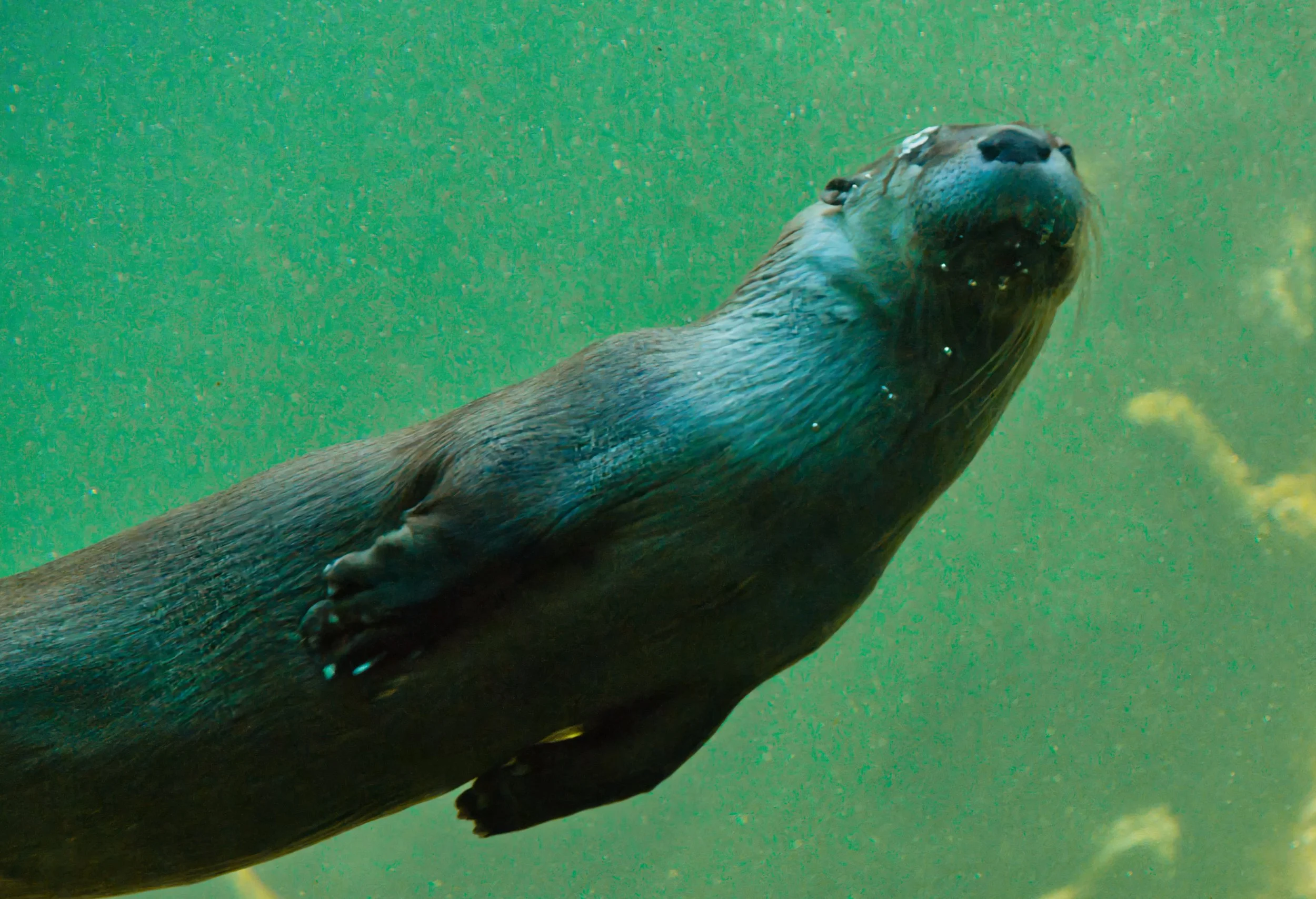 A close-up underwater photograph of a sea lion swimming with a greenish water background.