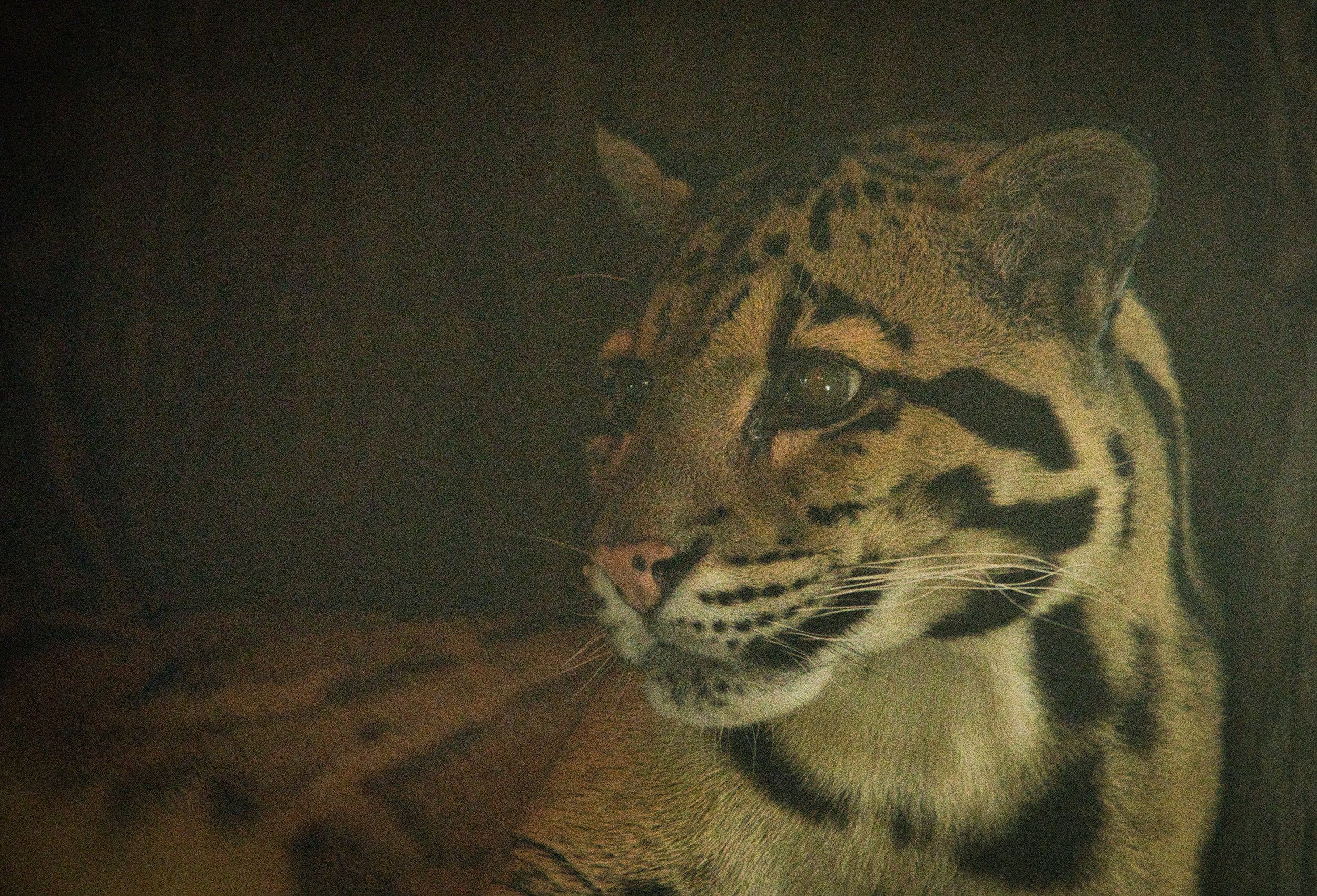 A close-up of a tiger's face in a dark environment, showing its golden eyes and distinctive black stripe markings.