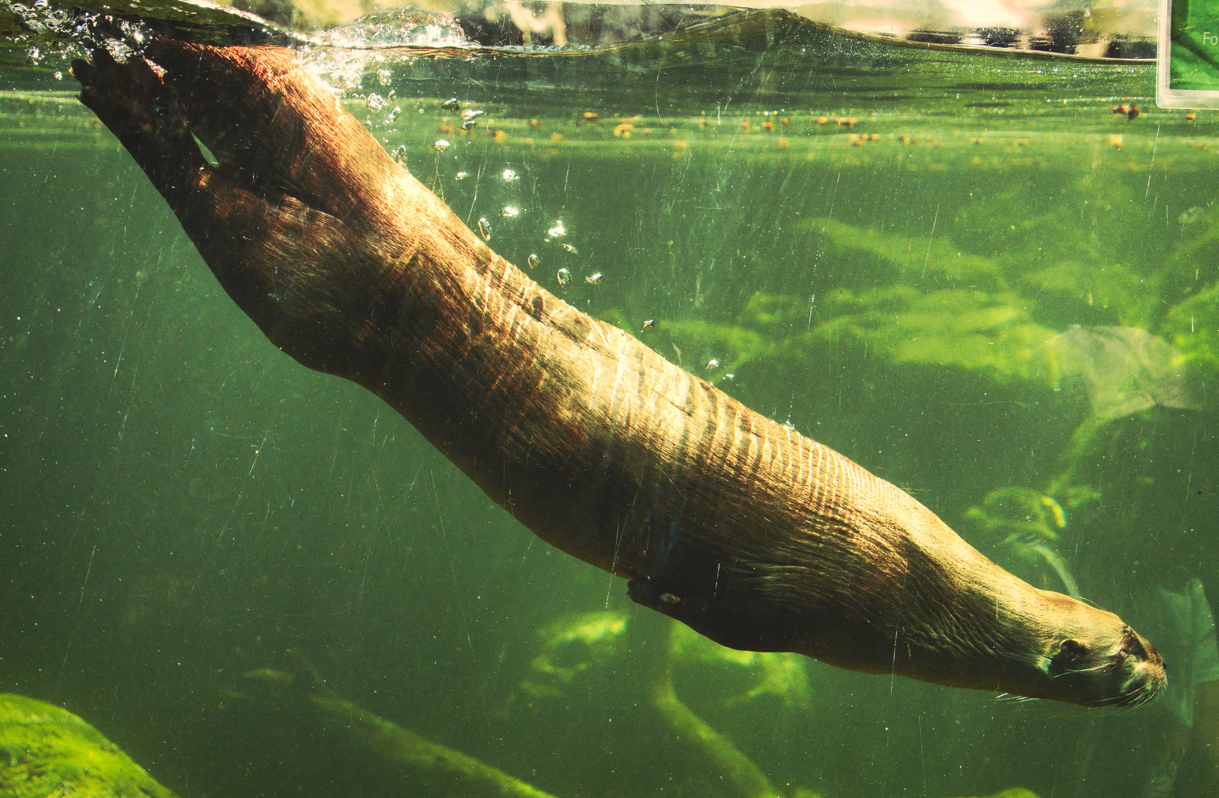 A fish swimming underwater near a submerged log or branch, with green aquatic plants or algae in the background.