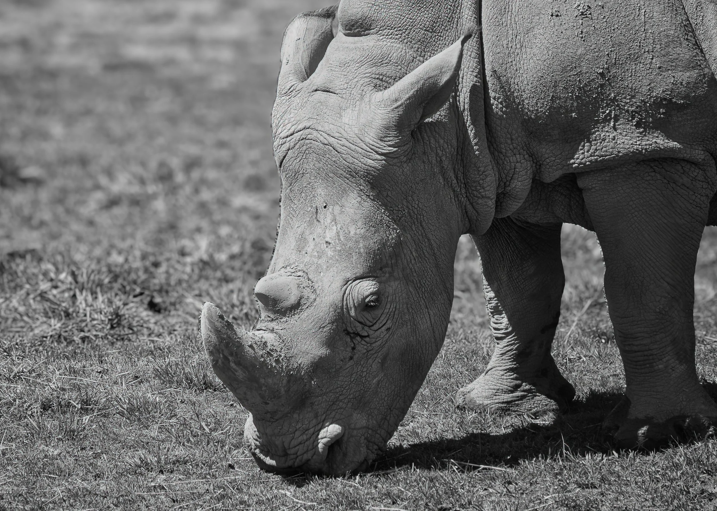 A black and white photograph of a young elephant walking on grassy terrain.