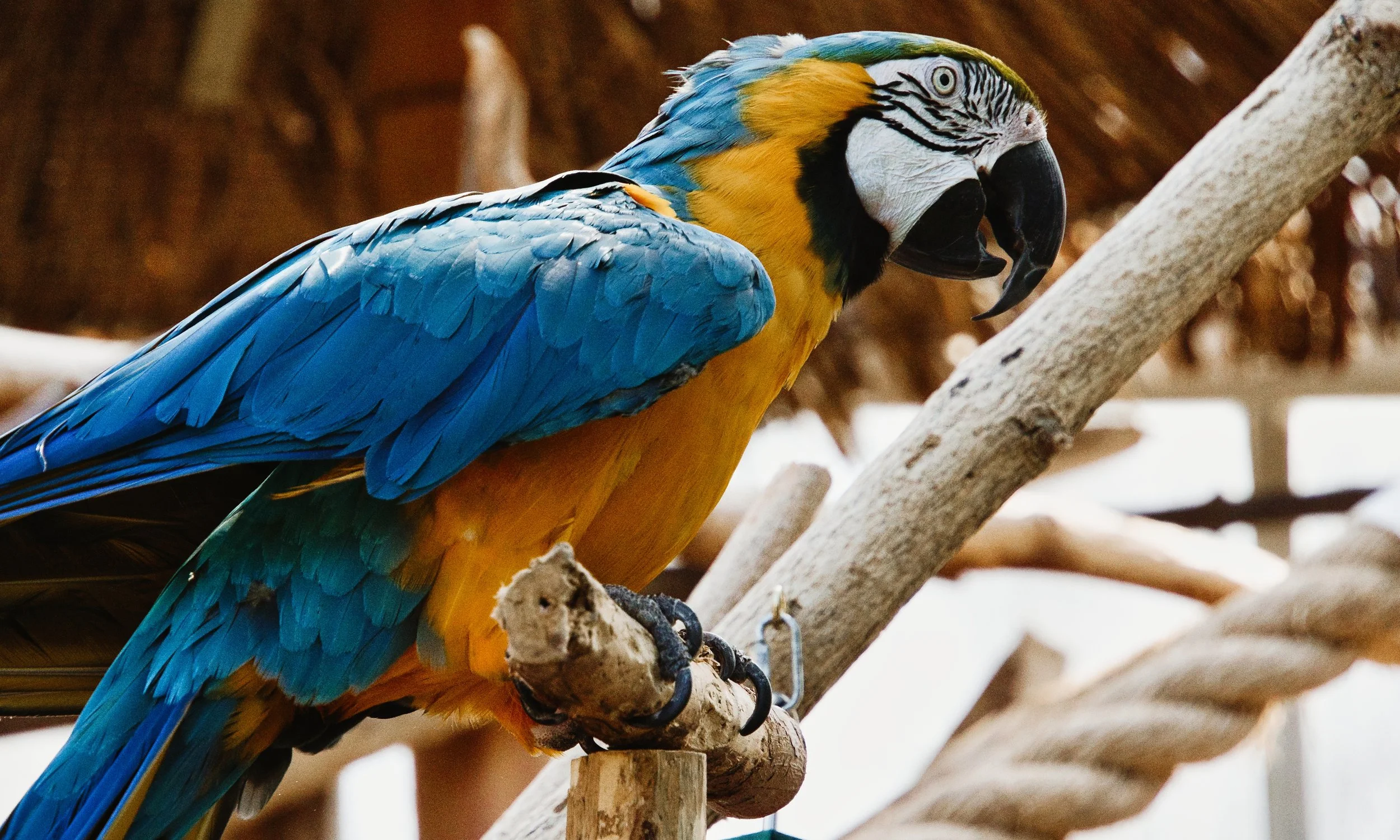 A blue and yellow macaw perched on a tree branch, showing its vibrant feathers and distinct facial markings.