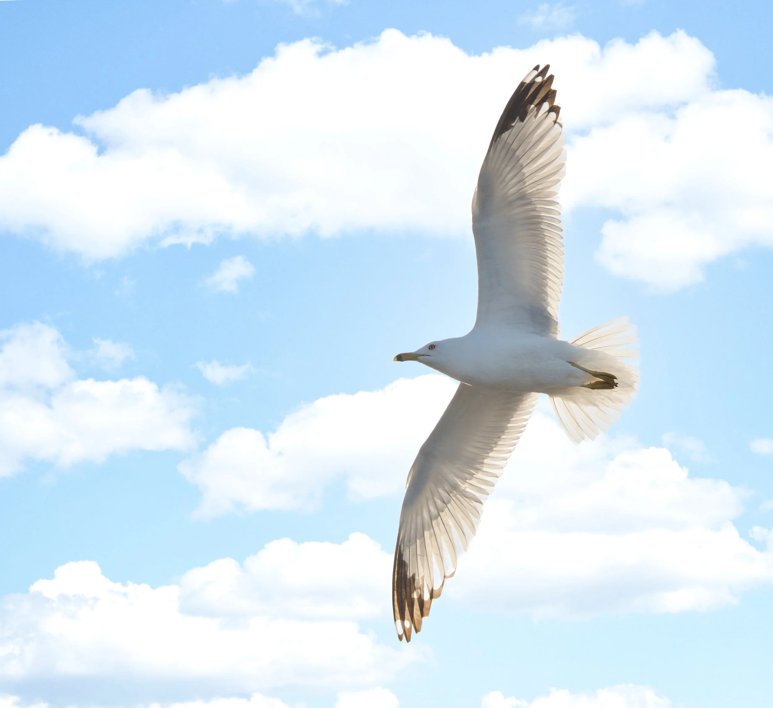 A white bird, likely a seagull, flying against a bright blue sky with scattered white clouds.