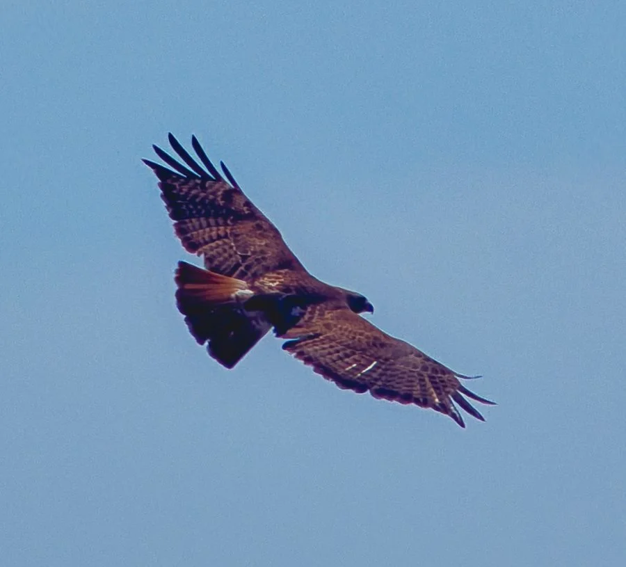 A6703800.jpg