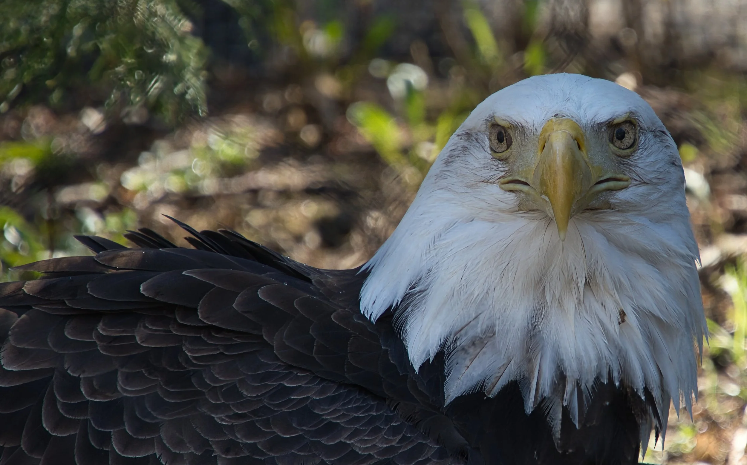 Close-up of a bald eagle's head with a yellow beak and piercing eyes, with dark feathers on its wings and a blurred natural background.