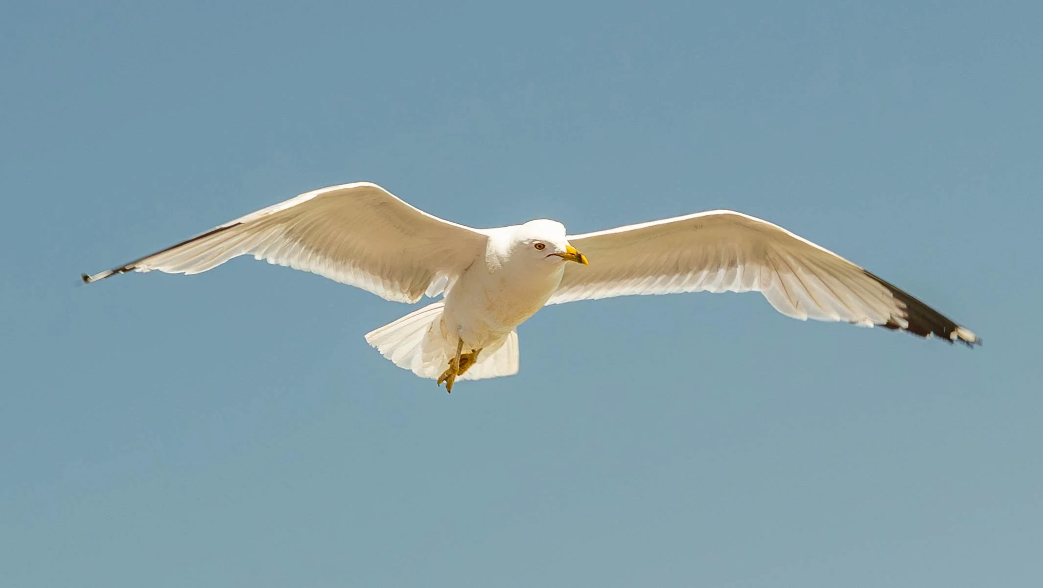Seagull (1 of 1).jpg
