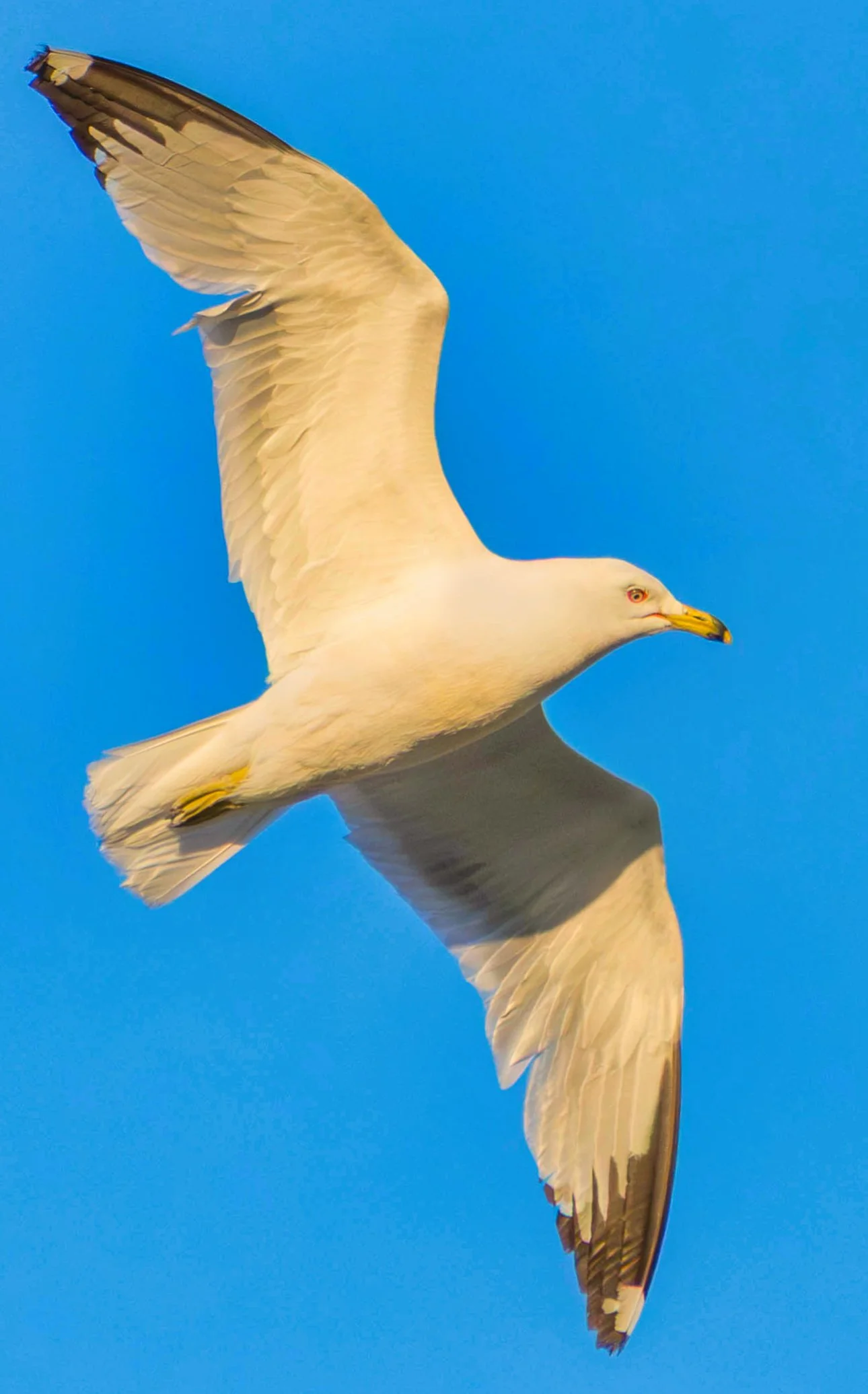 Sea Gull.jpg