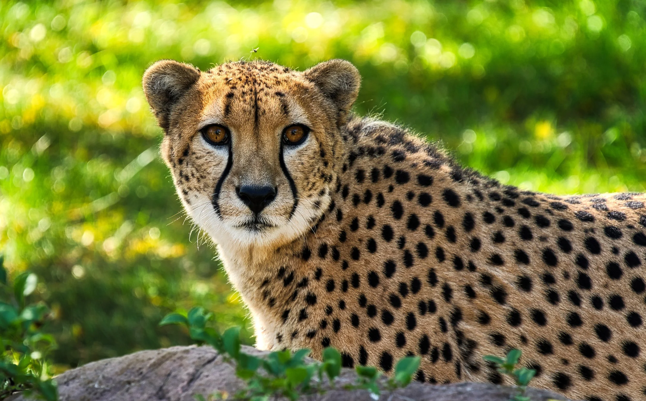 Cheetah.jpg