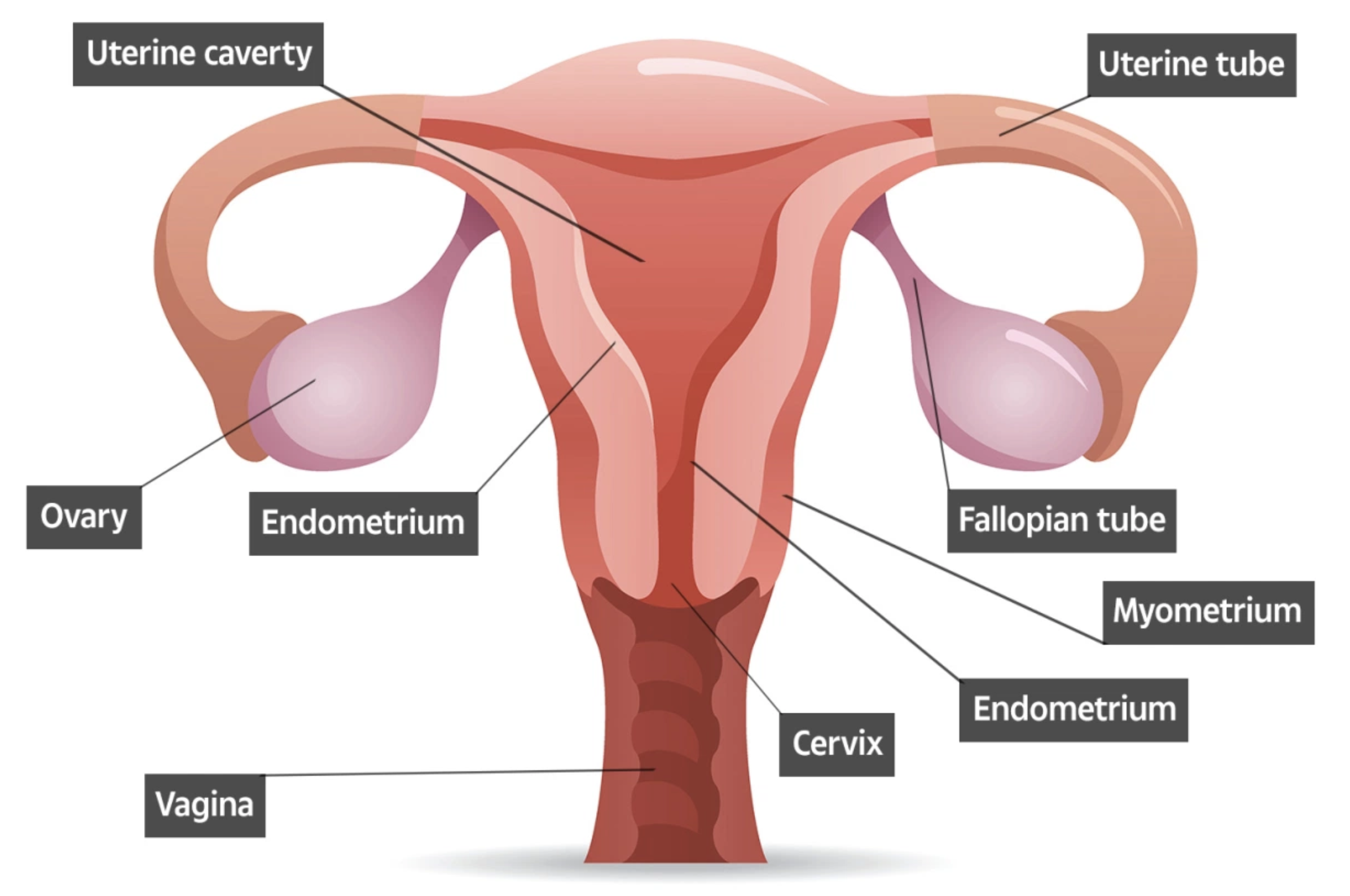 Vagina Diagram