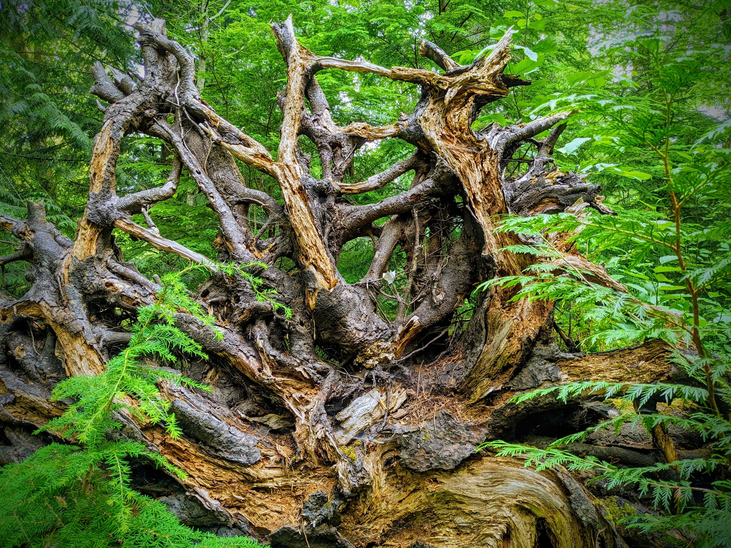 Forest Aeternam (musical requiem in development)