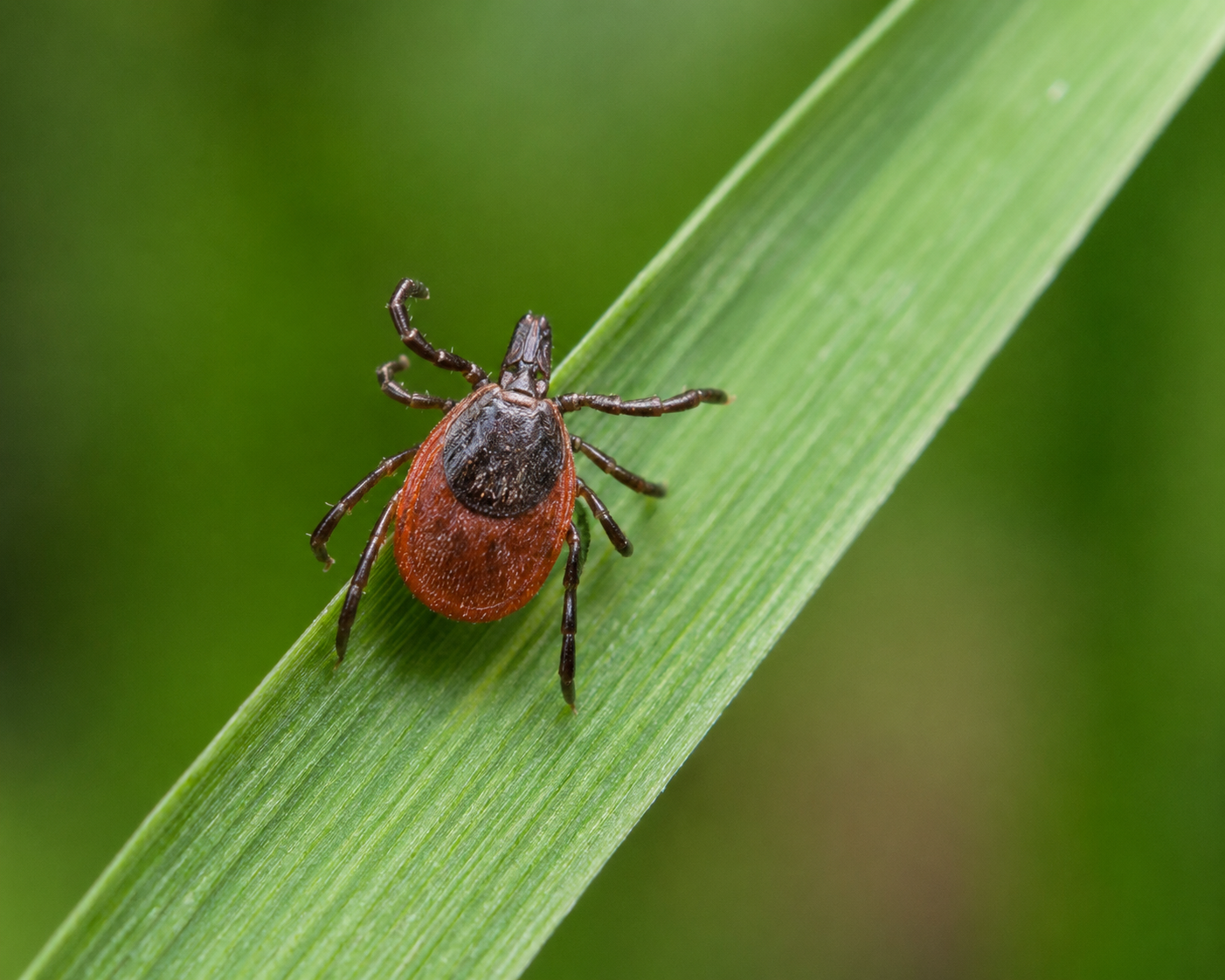 deer tick crawling on a blade of grass