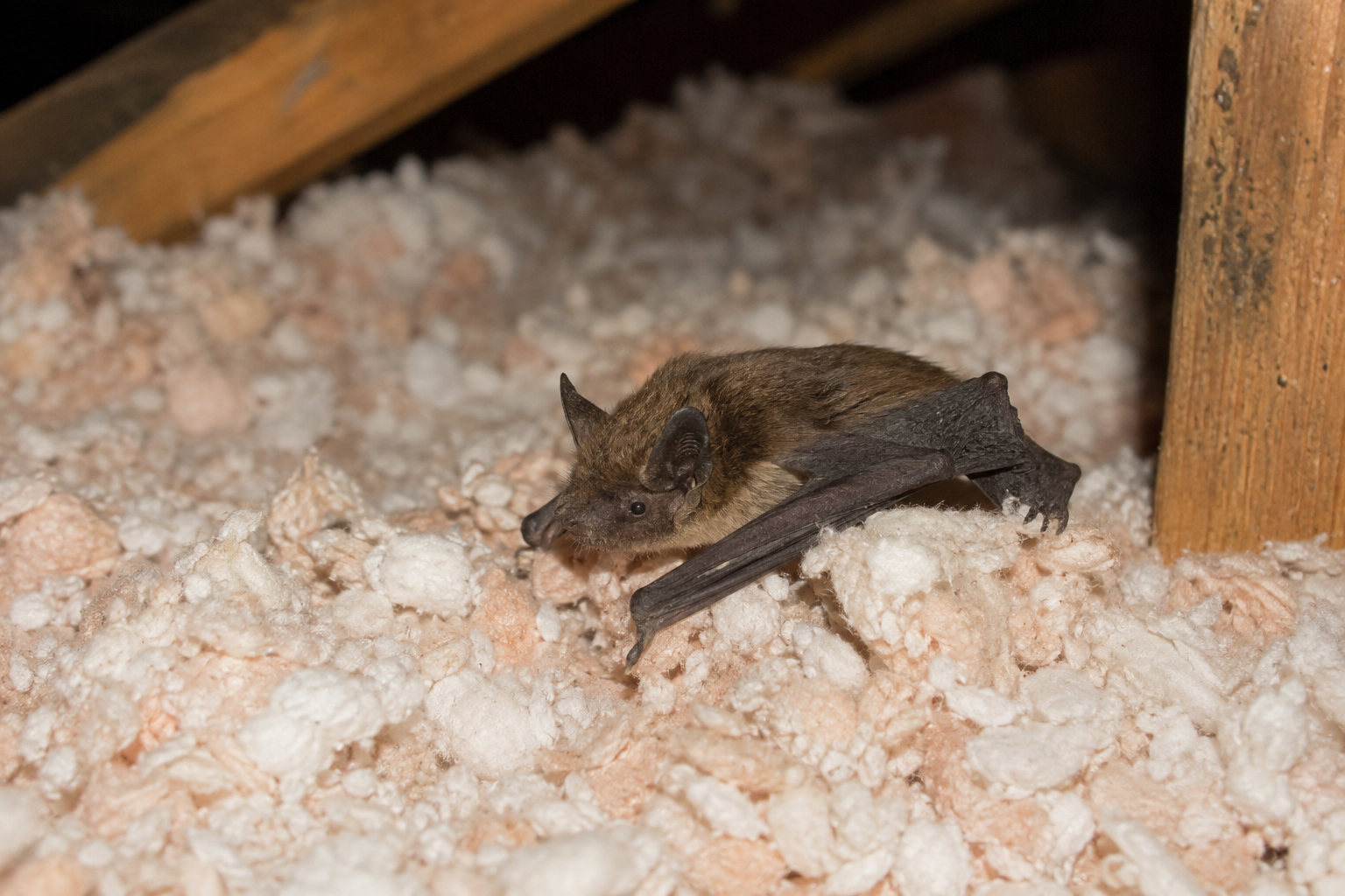 little brown bat in attic insulation
