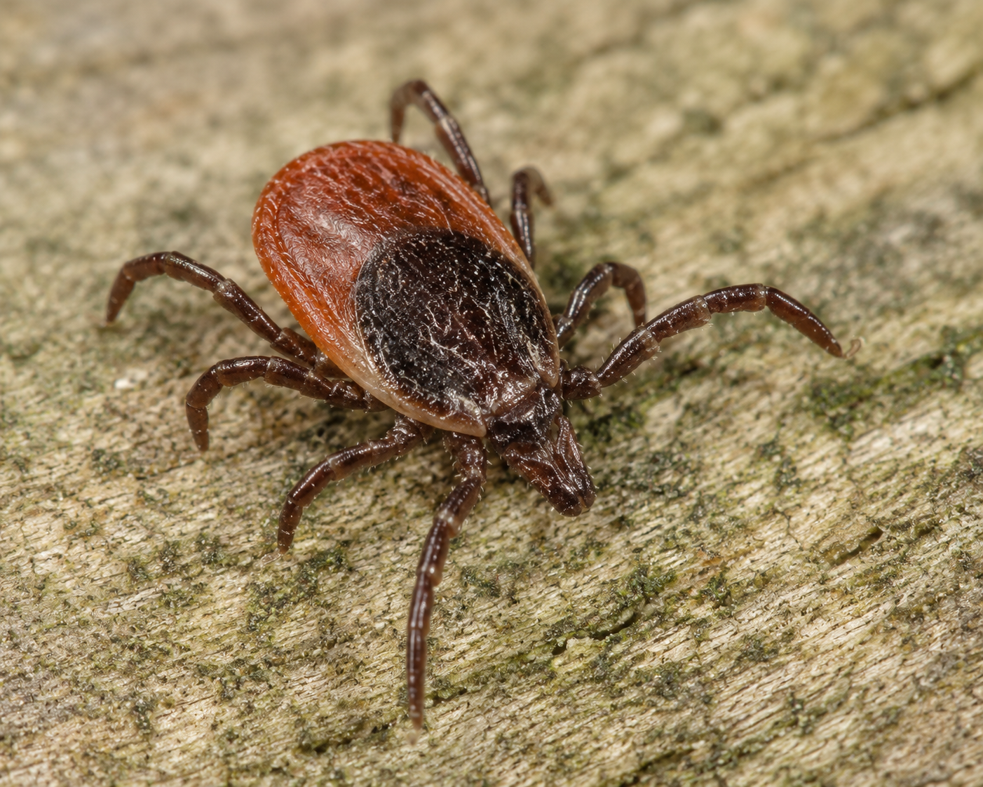tick crawling on surface