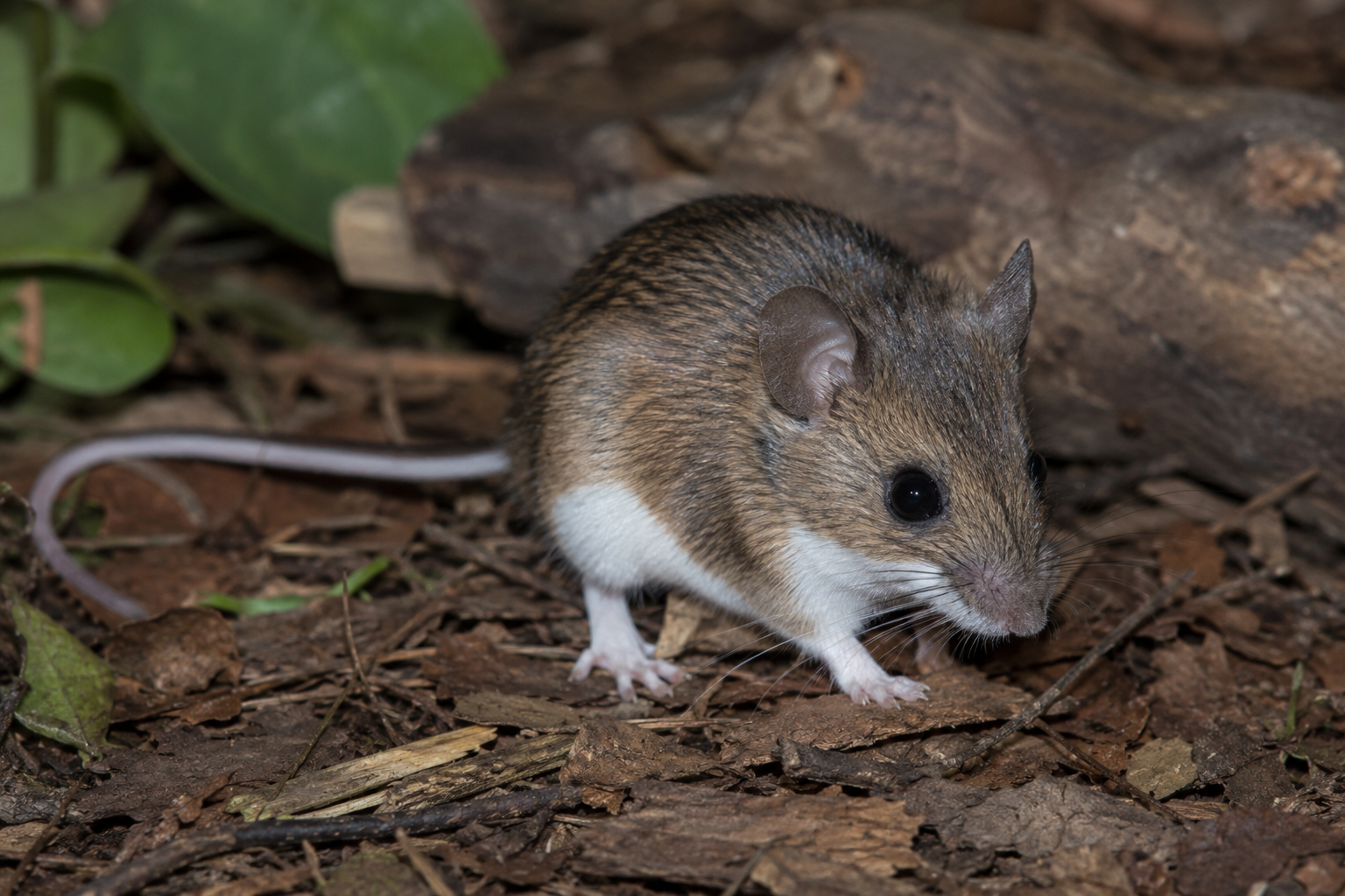 photo of a white footed mouse