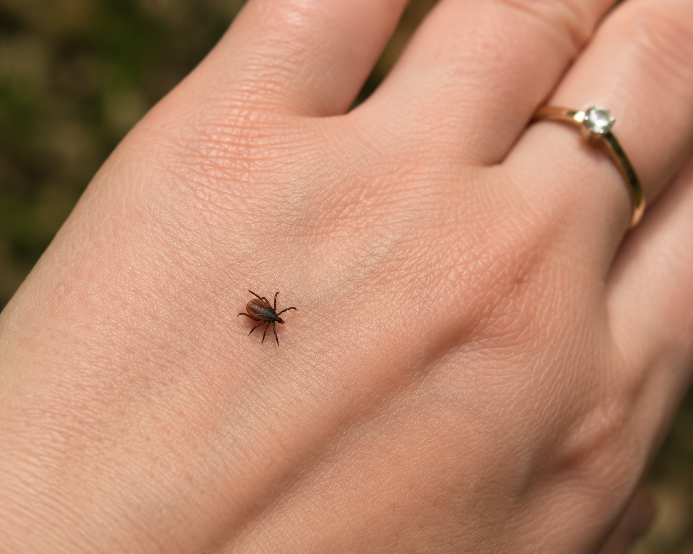 tick crawling on hand