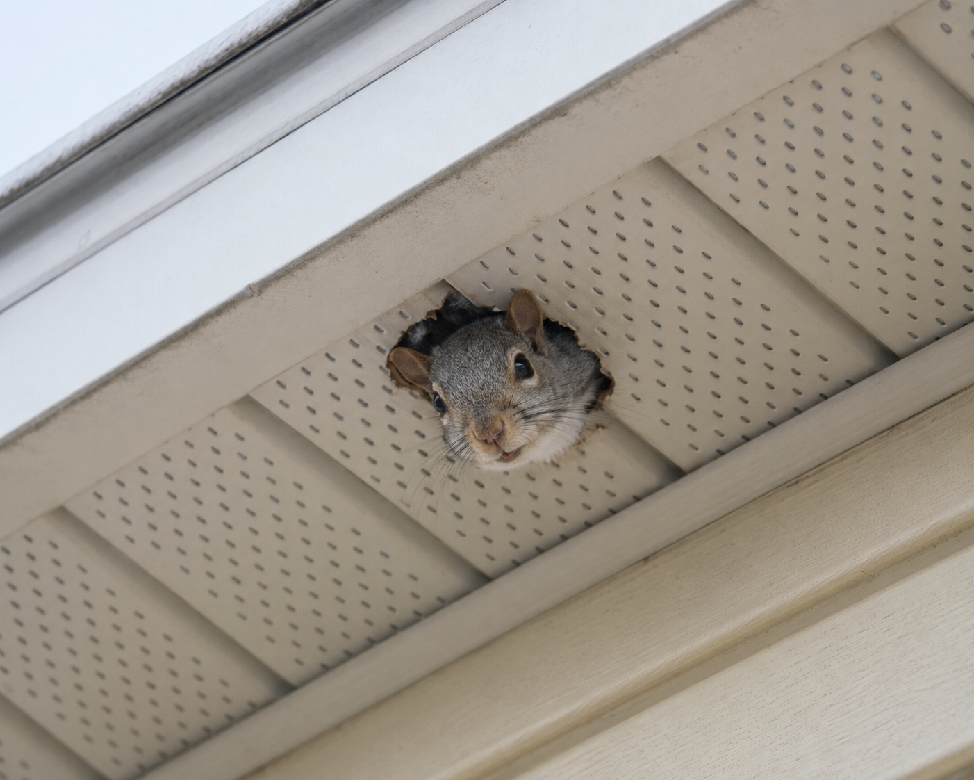 squirrel poking its head out of a soffit