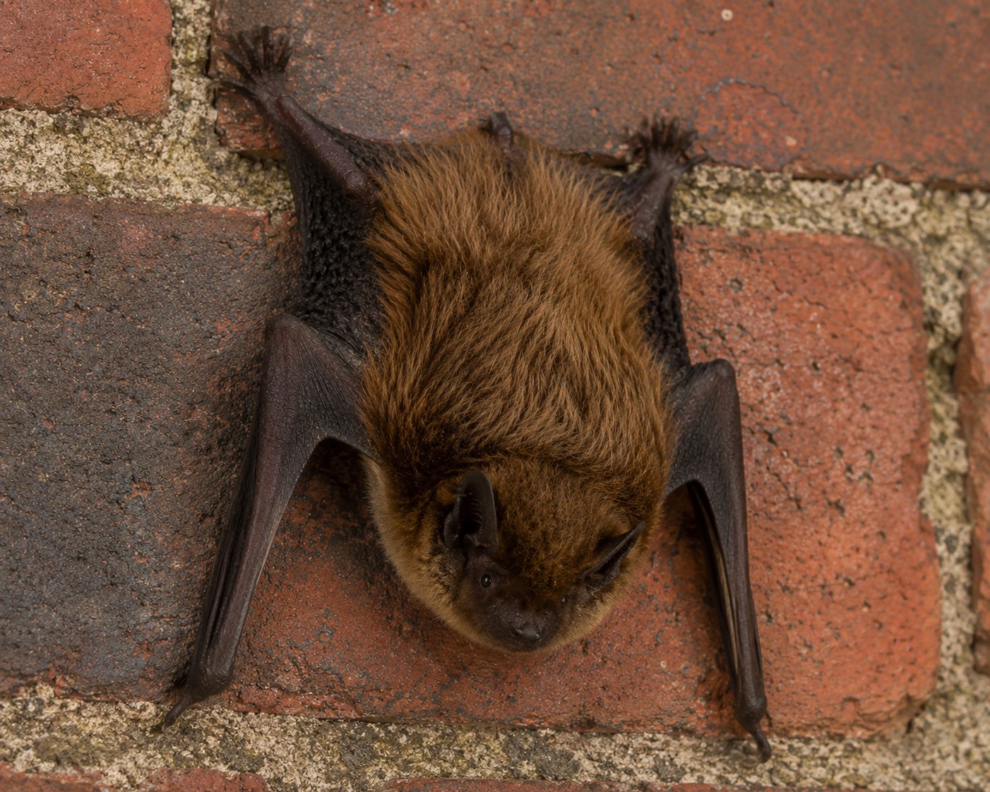 bat clinging to chimney bricks