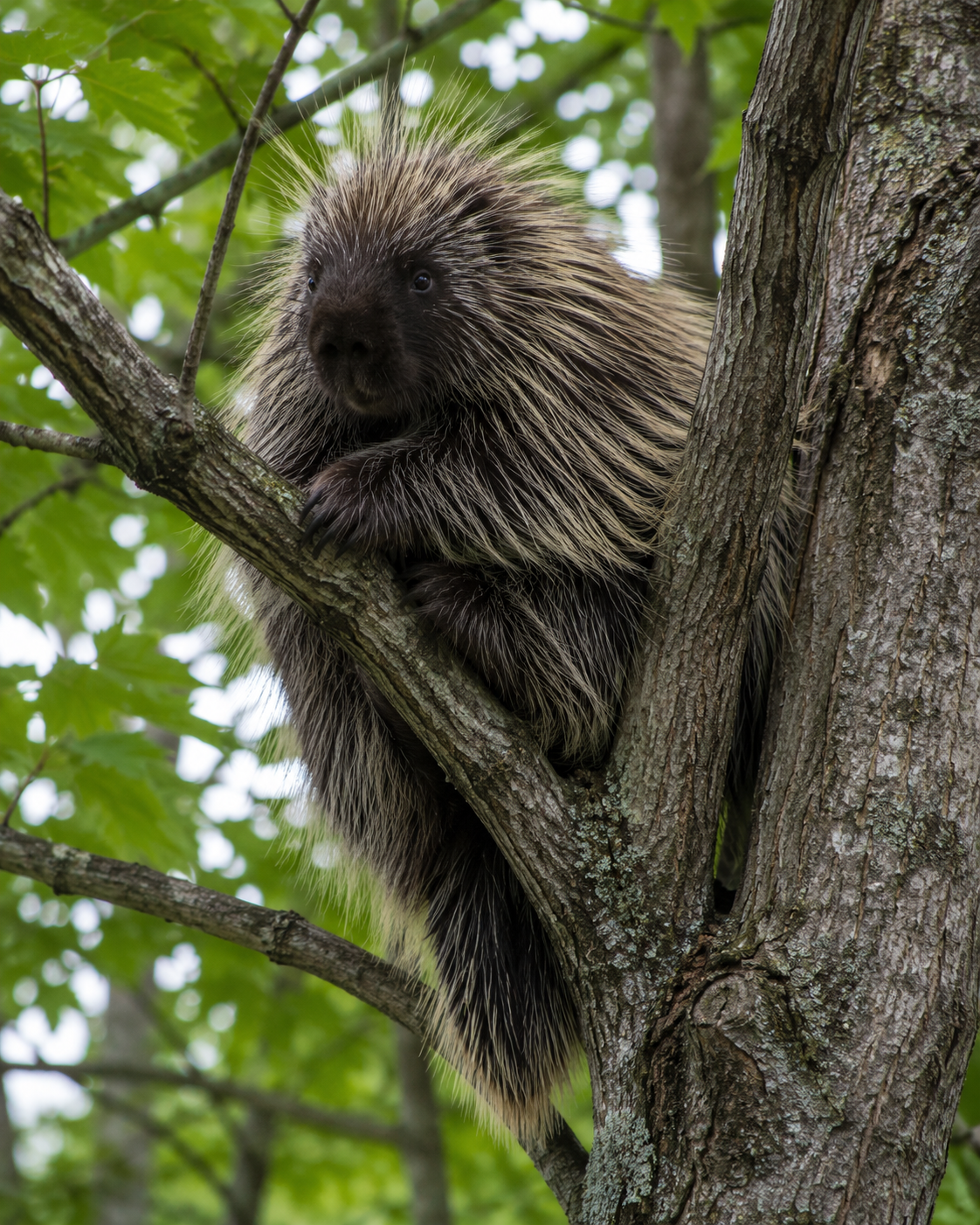 porcupine in a tree