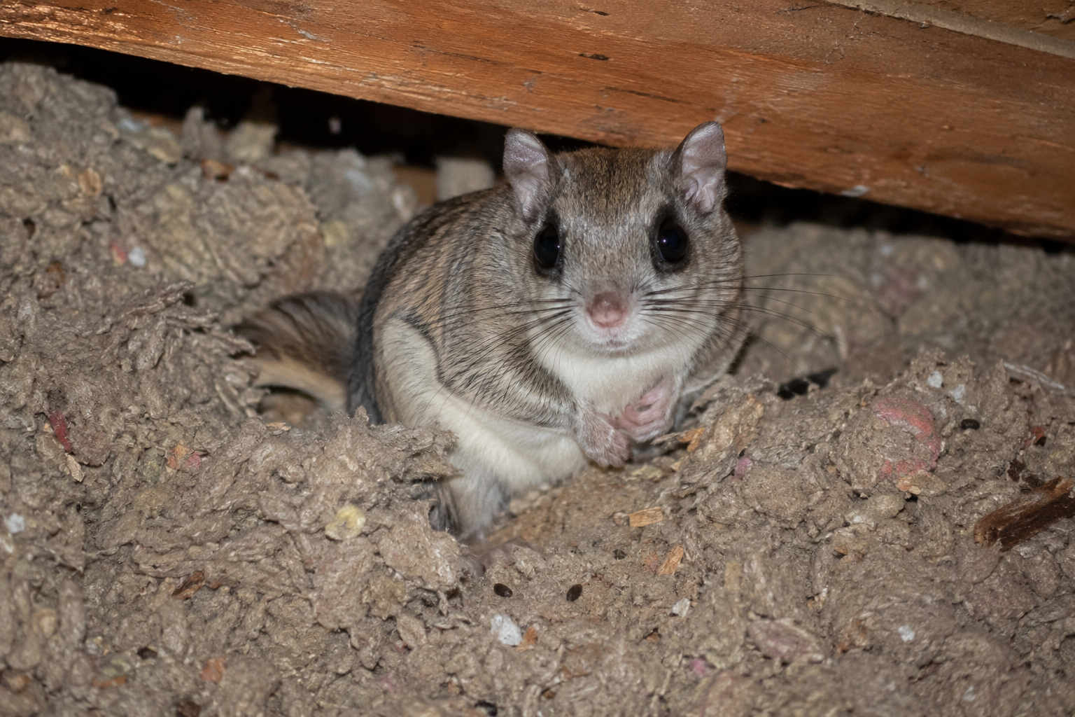 flying squirrel in attic insulation