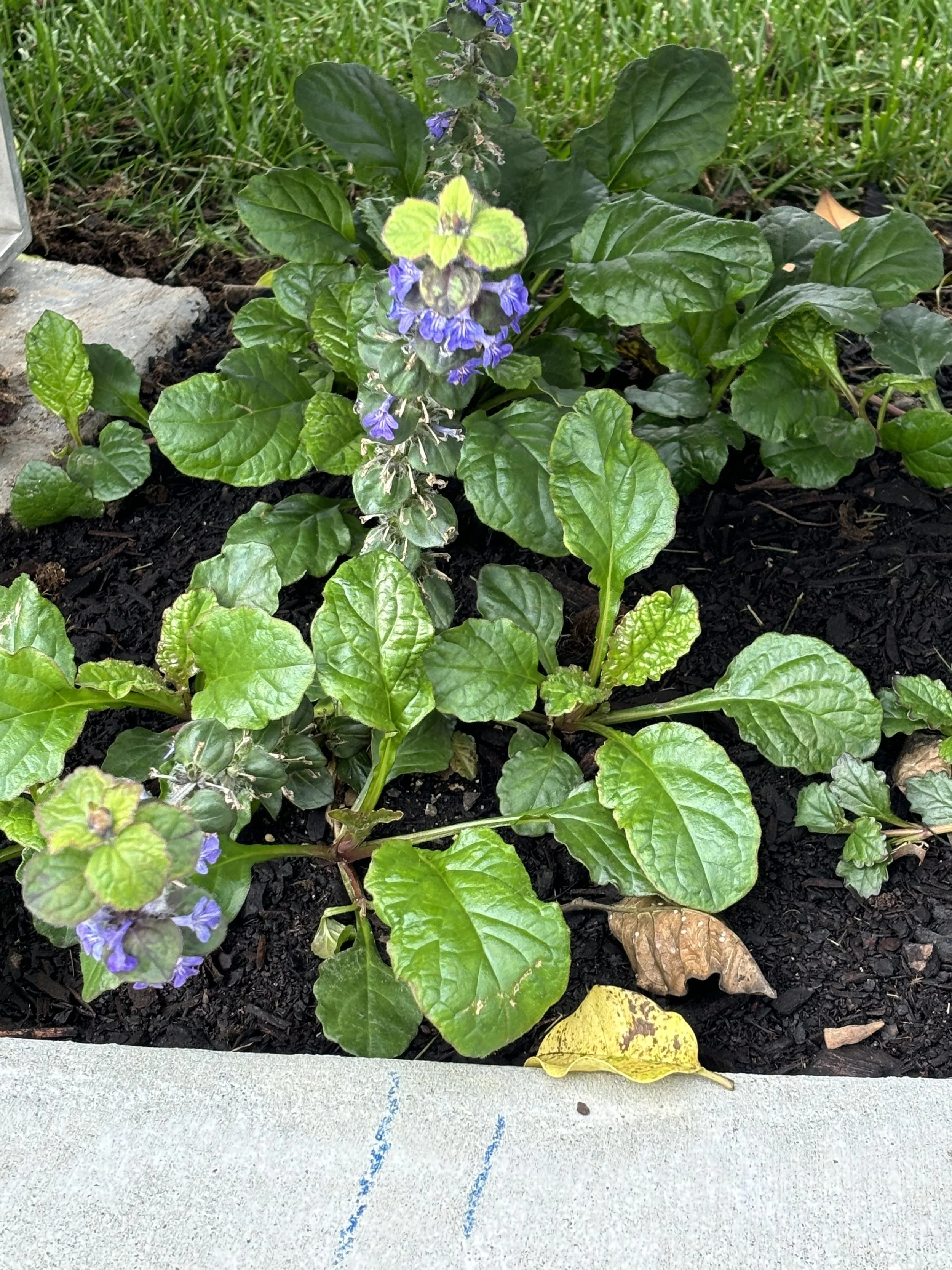 Forget me not, plant. Auckland Holocaust Memorial Garden