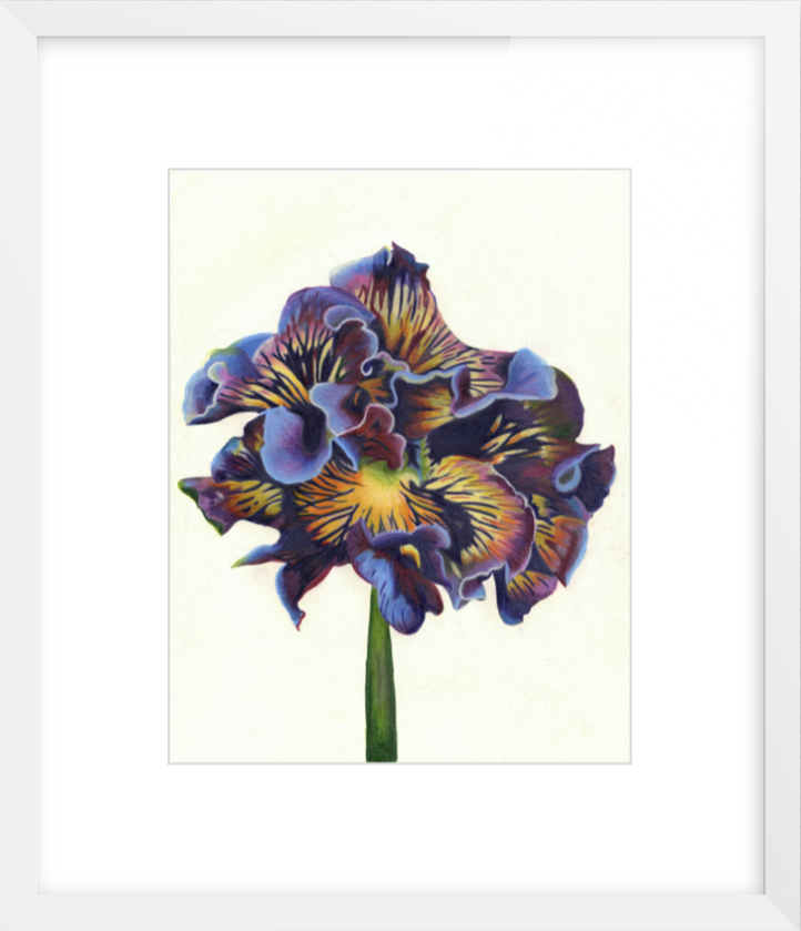 Purple Framed.png