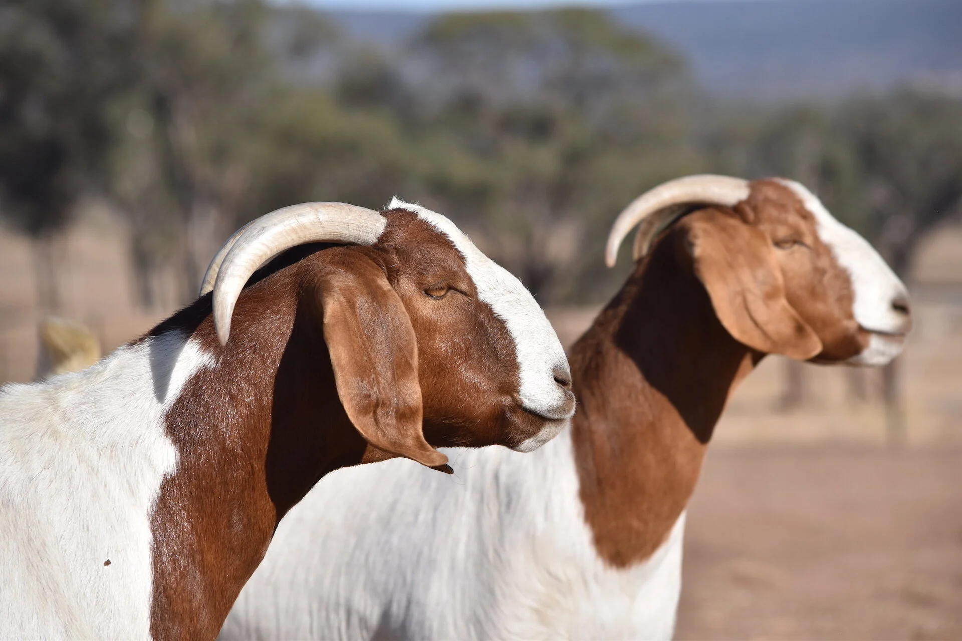 2020 BGBAA National and NSW State Show