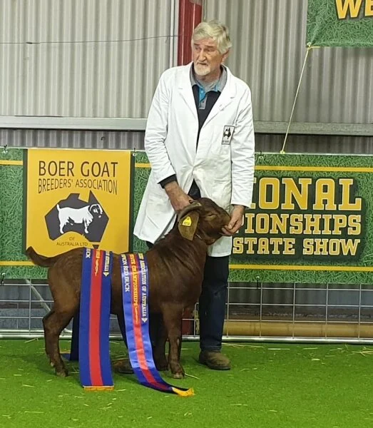 1560150809_champion_red_buck.jpg