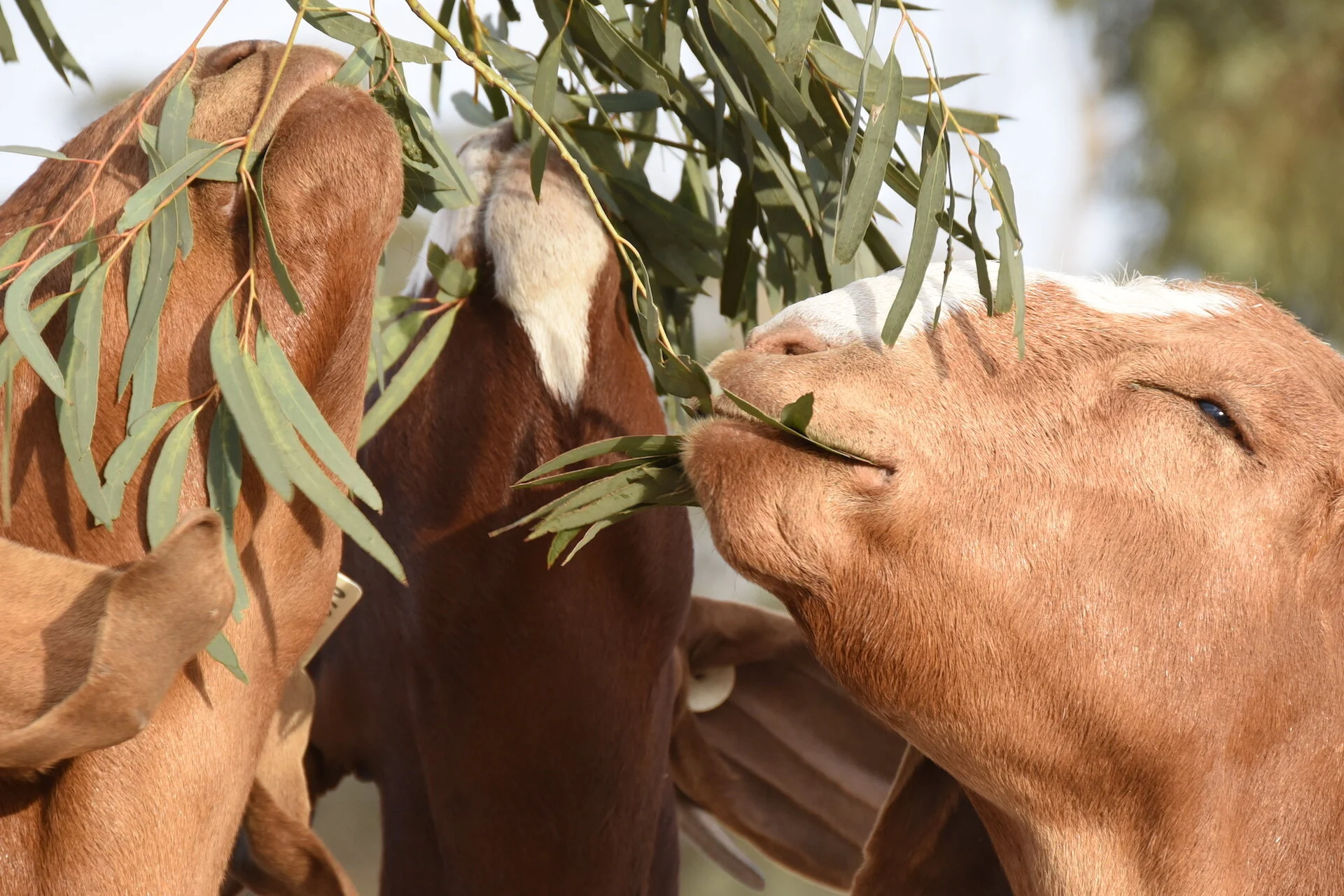 Reach slaughter weight more quickly than other goat breeds