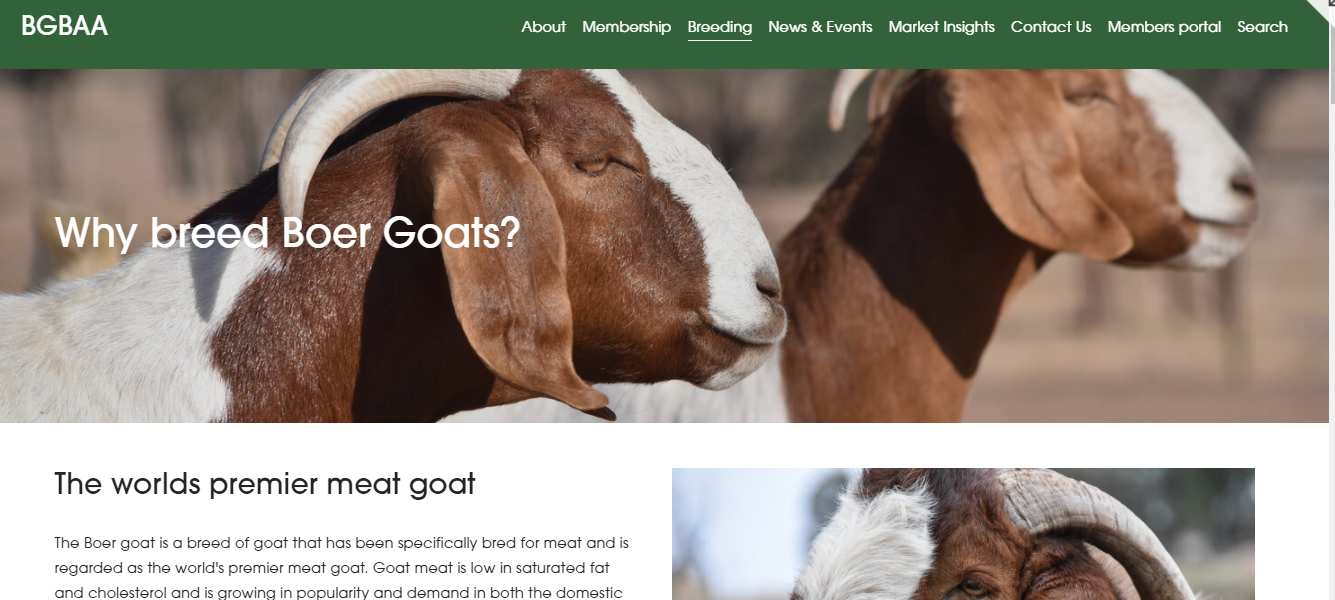 New Website promotion.PNG