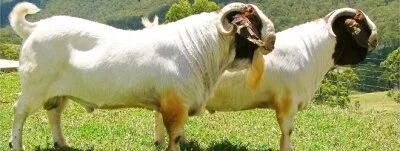 Heavier than other breeds
