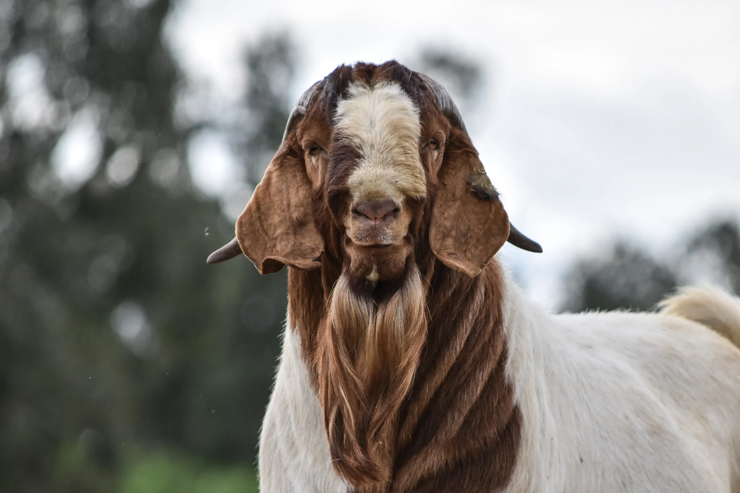 Giant Boer Goat Breaks All Records! See The Photos Here - 0cfxdtx