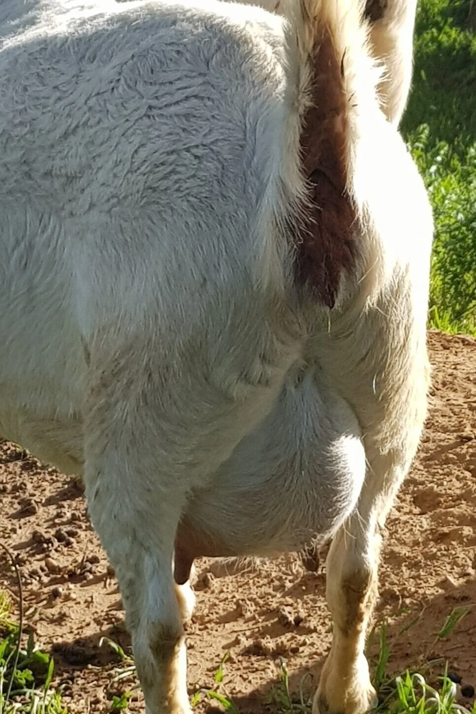 udder%2Band%2Bteats.jpg