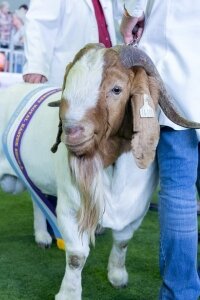 2018 - Sydney Royal - Royal Agricultural Society NSW &amp; BGBAA National Show